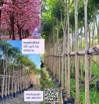 ต้นชมพูพันธุ์ทิพย์ 3 นิ้ว