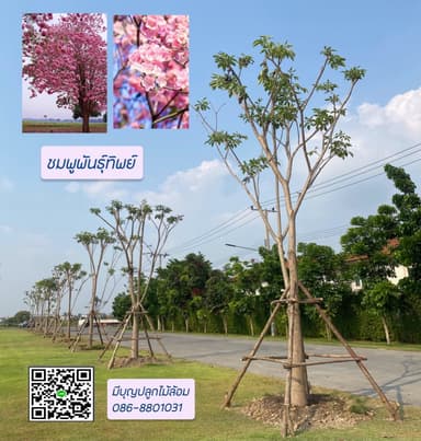 ชมพูพันธุ์ทิพย์ 6-12นิ้ว