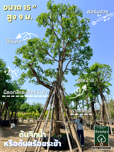 จิกน้ำ 15 นิ้ว
