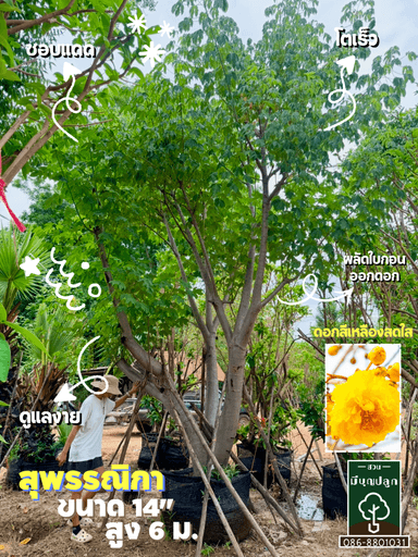 สุพรรณิกา 14 นิ้ว