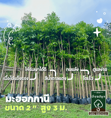 มะฮอกกานี 2 นิ้ว