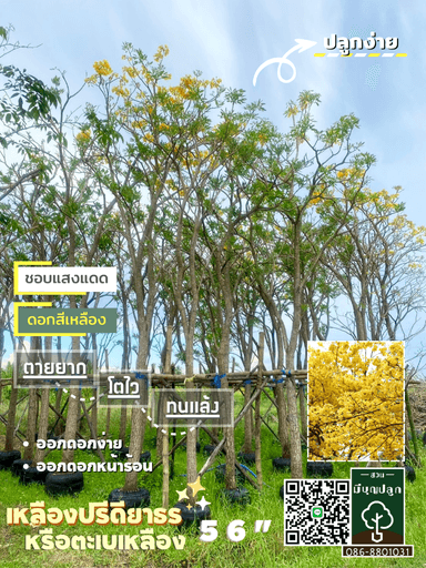 เหลืองปรีดียาธร (ตะเบเหลือง) 5,6 นิ้ว