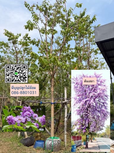 ต้นเสลา