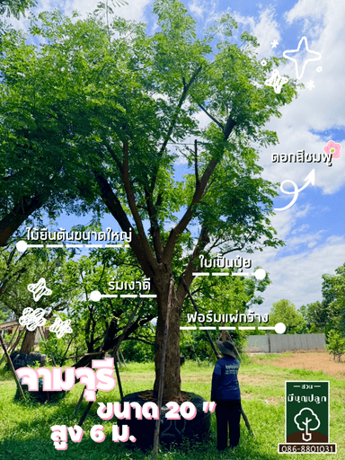 ต้นจามจุรี 20 นิ้ว