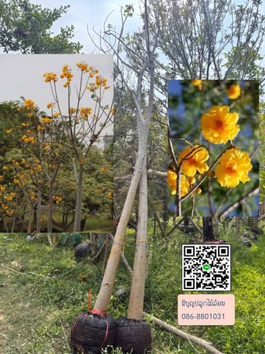 สุพรรณิการ์