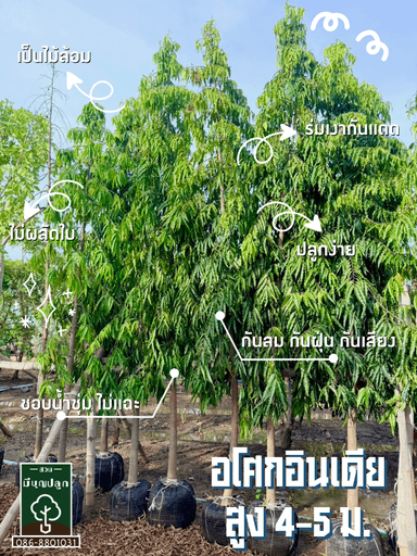 อโศกอินเดีย สูง 4-5 เมตร