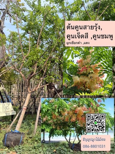 คูนชมพู , คูนเจ็ดสี , คูนสายรุ้ง