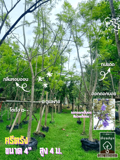 ต้นศรีตรัง 4 นิ้ว