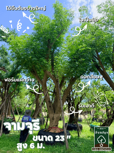 ต้นจามจุรี 23 นิ้ว