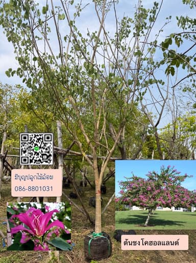 ต้นชงโคฮอลแลนด์