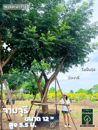 ต้นจามจุรี 12 นิ้ว