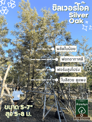 ซิลเวอร์โอ๊ค 5-7 นิ้ว