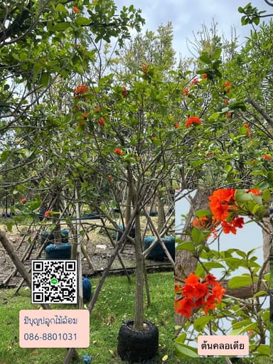 ต้นคลอเดีย