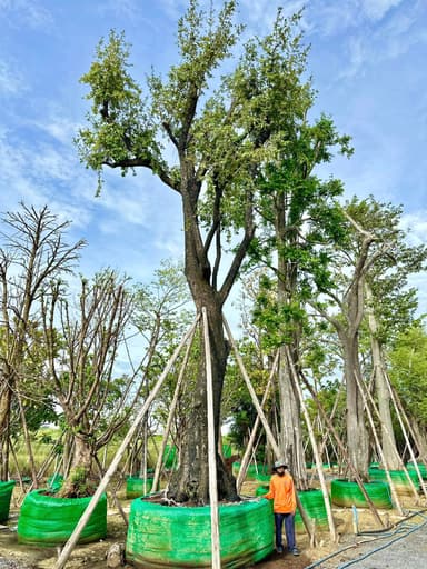 ต้นยางอินเดีย ไม้มงคลเสริมโชคลาภ จาก Grand forest by ร่ำรวยพันธุ์ไม้