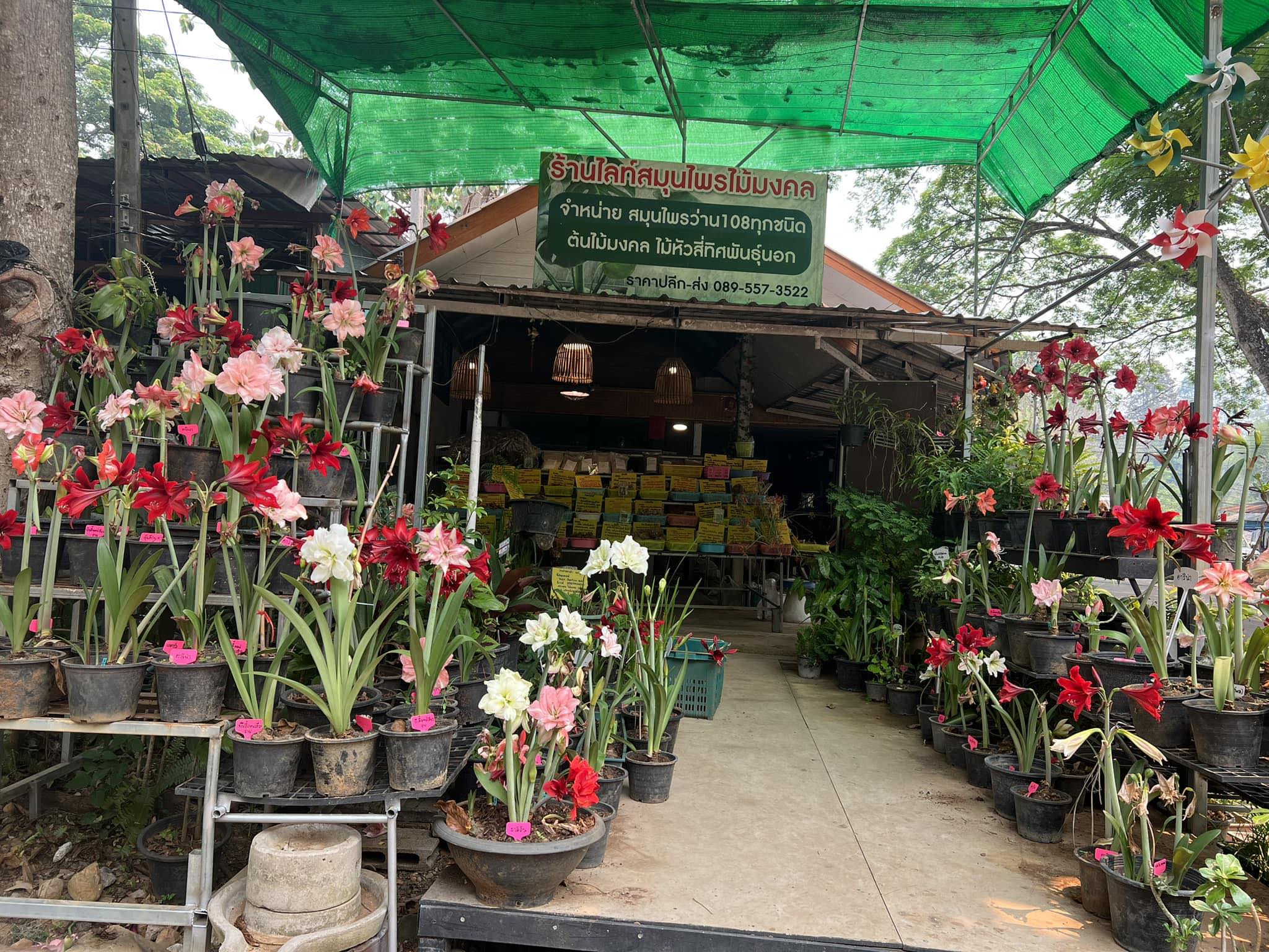 ร้านไลท์สมุนไพรมงคล
