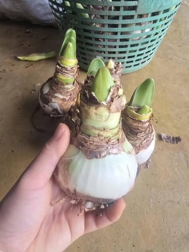 ว่านสี่ทิศ ลุ้นสีสวย