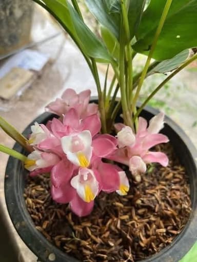 ว่านดอกทองอุมาวดี