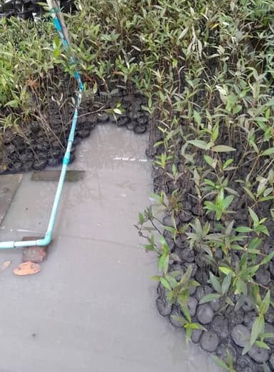 แสมขาวและแสมทะเล