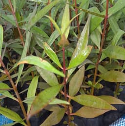 กล้าไม้ชายเลนคุ้งตำหนัก 