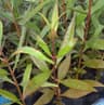 กล้าไม้ชายเลนคุ้งตำหนัก 