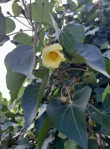 ต้นโพธิ์ทะเล