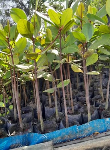 ต้นโปรงแดง