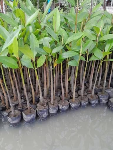 ต้นโกงกางใบเล็ก