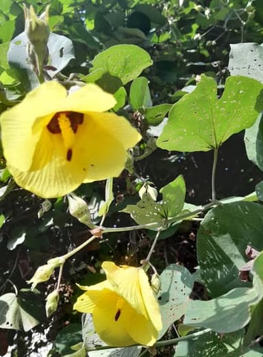 ต้นปอทะเล