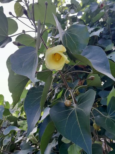 โพธิ์ทะเล