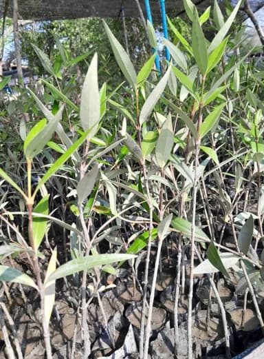 แสมขาว และ แสมทะเล