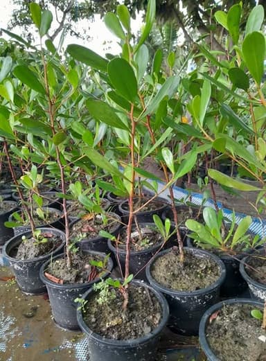 ต้นฝาดแดง (กวาดทอง) 🌿