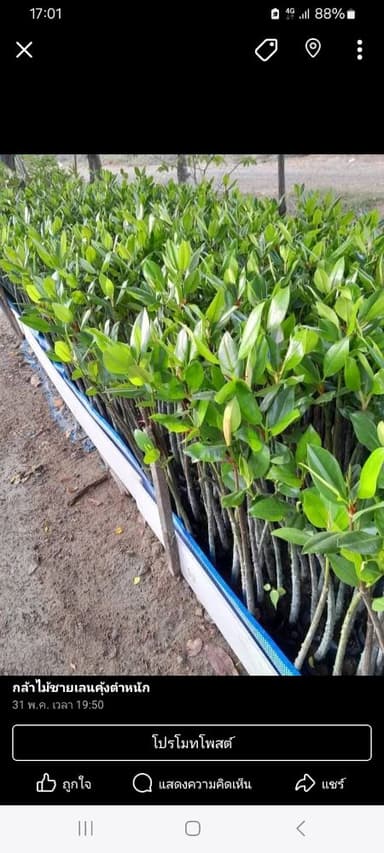 โกงกางใบใหญ่