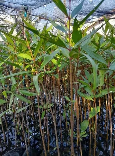 ฝาดแดง (กวาดทอง)