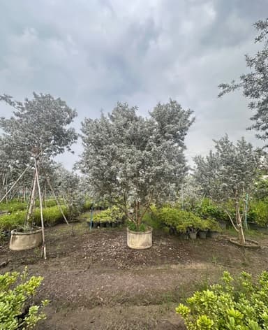 ต้นกระดุมใบเงิน / Silver Buttonwood