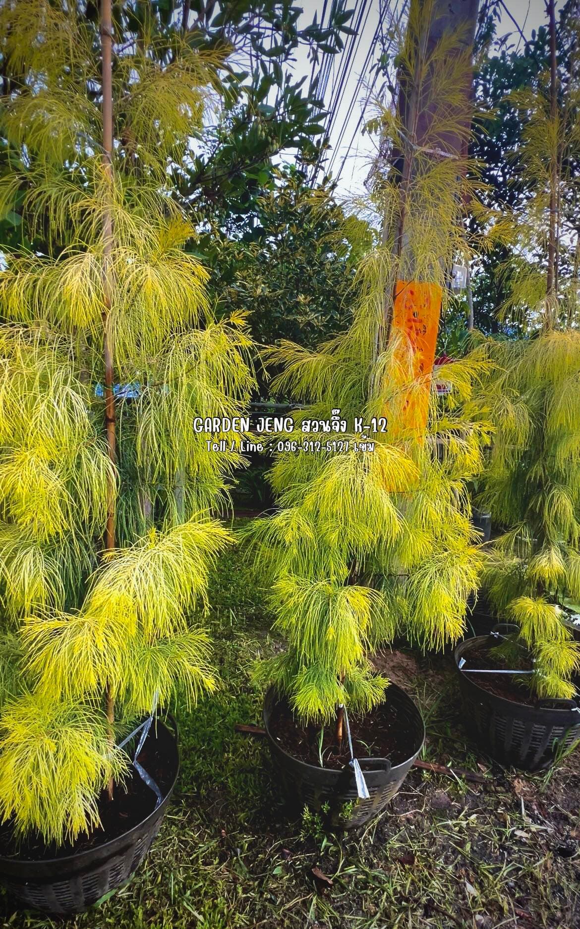 Garden Jeng สวนจึ๊ง K-12