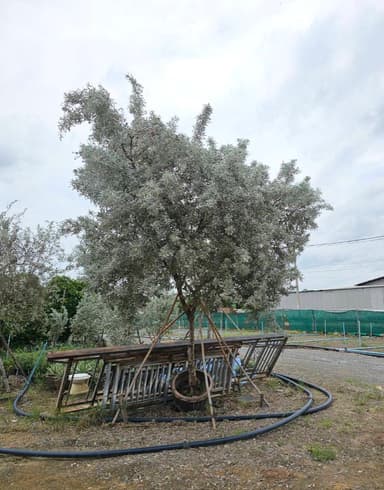 ต้นกระดุมใบเงิน / Silver Buttonwood