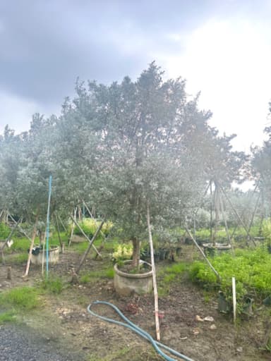 ต้นกระดุมใบเงิน - Silver Buttonwood