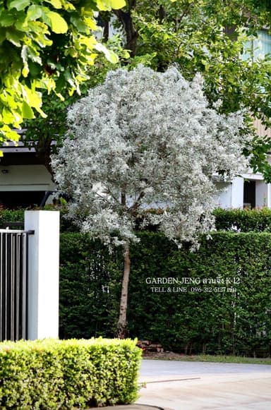ต้นกระดุมใบเงิน / Silver Buttonwood