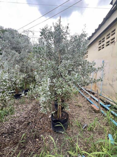 ต้นกระดุมใบเงิน  Silver Buttonwood 