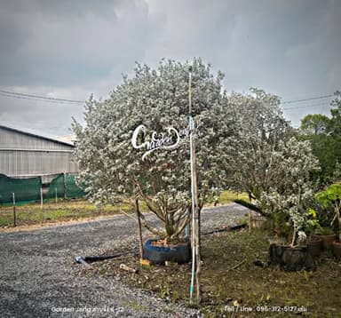 ต้นกระดุมใบเงิน (Silver Buttonwood)