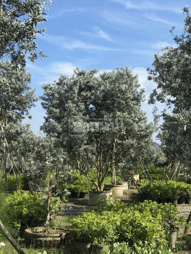 Silver Buttonwood & ต้นกระดุมใบเงิน 