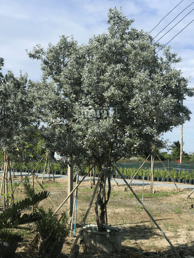 ต้นกระดุมใบเงิน & Silver Buttonwood