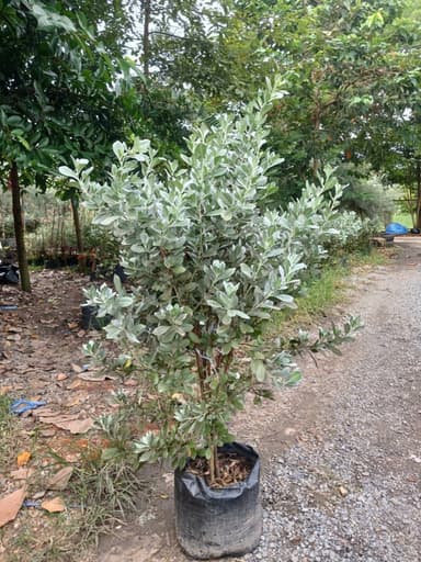 ต้นกระดุมใบเงิน