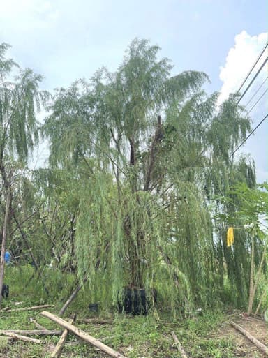 ต้นหลิวลู่ลม / Weeping Willow 