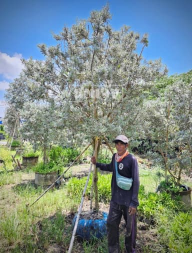 ต้นกระดุมใบเงิน  Silver Buttonwood