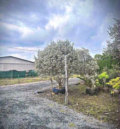 ต้นกระดุมใบเงิน / Silver Buttonwood