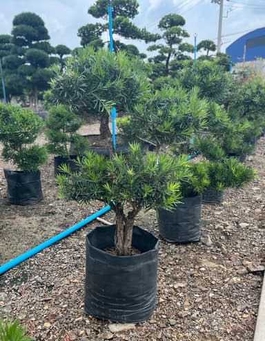 𝐉𝐚𝐩𝐚𝐧 𝐏𝐨𝐝𝐨𝐜𝐚𝐫𝐩𝐮𝐬 ต้นสนใบพายญี่ปุ่น 