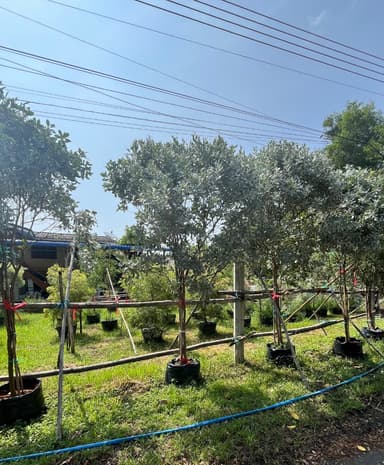 Silver Buttonwood ต้นกระดุมใบเงิน