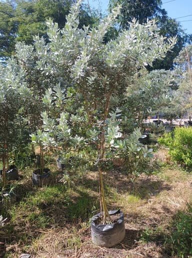 ต้นกระดุมใบเงิน