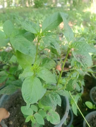 🌶️ ต้นพริกแข็งแรง พร้อมปลูก สวยงามและใช้ทำอาหารได้ 🍳
